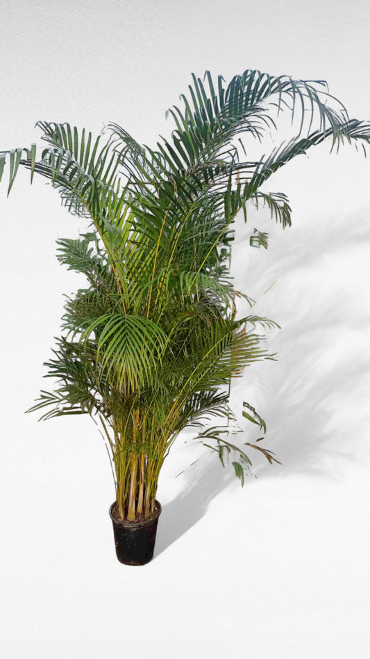 Dypsis Lutescens | Areca Super Extra |  P.30cm H.220 cm