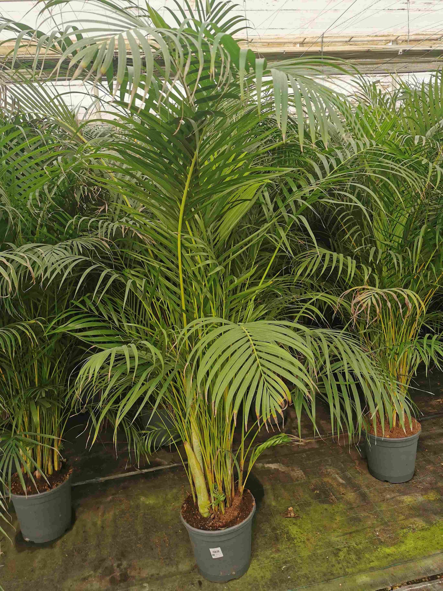 Dypsis Lutescens | Areca |  P.30cm H.155 cm