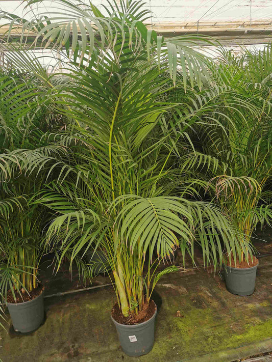 Dypsis Lutescens | Areca |  P.30cm H.155 cm