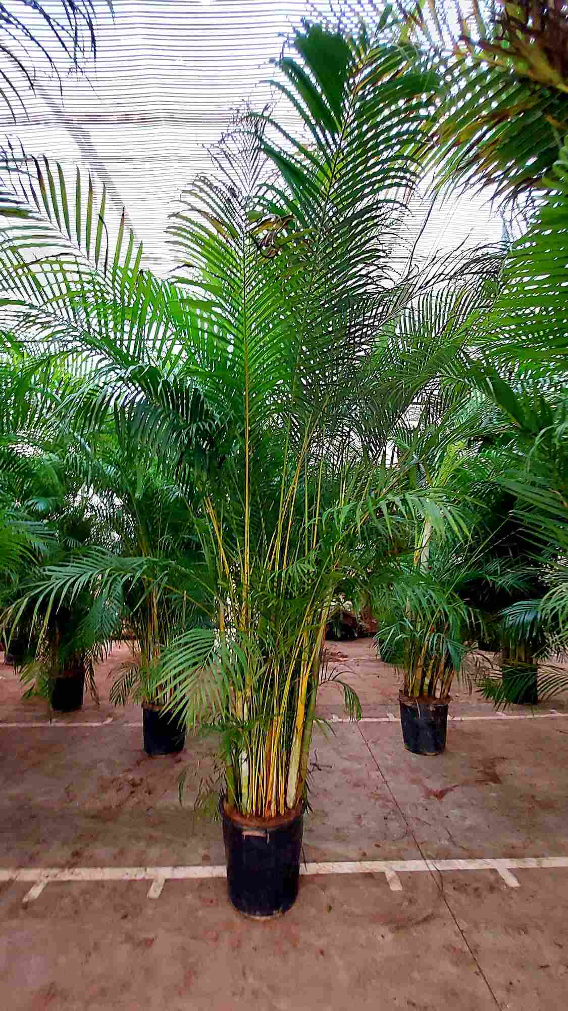 Dypsis Lutescens | Areca |  P.40cm H.300 cm