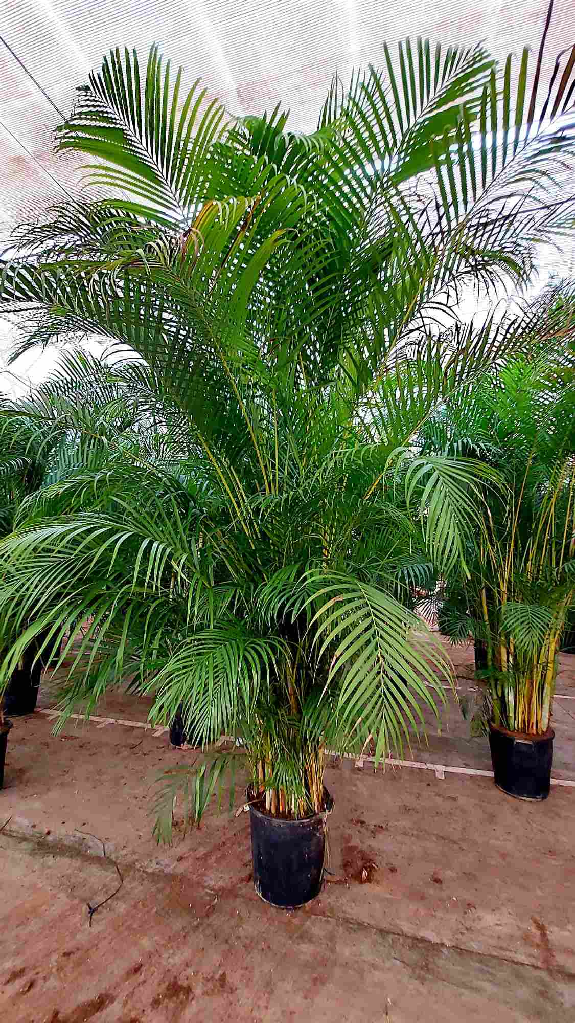 Dypsis Lutescens | Areca |  P.50cm H.350 cm