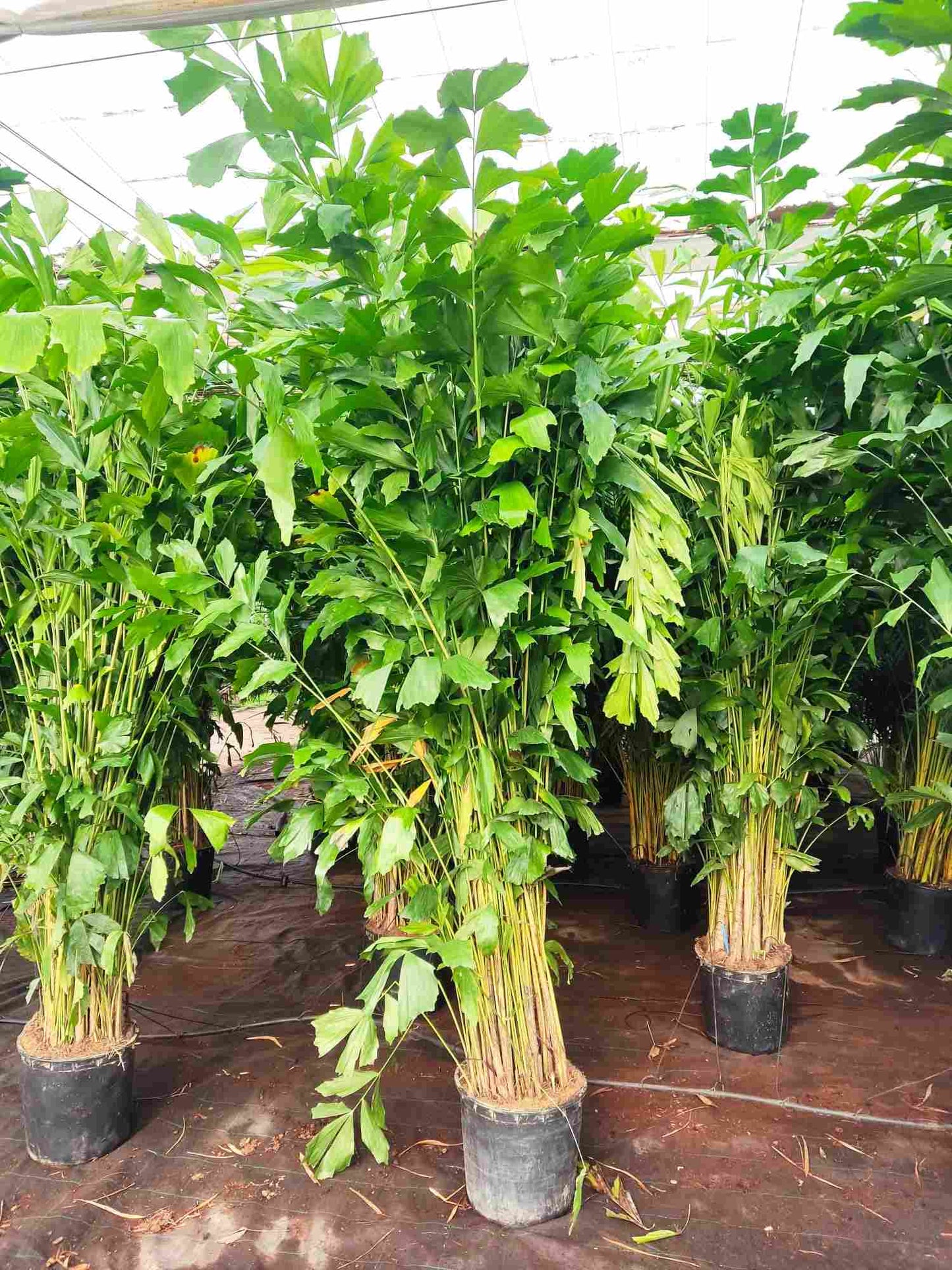 Caryota Mitis |  P.30cm H.250 cm