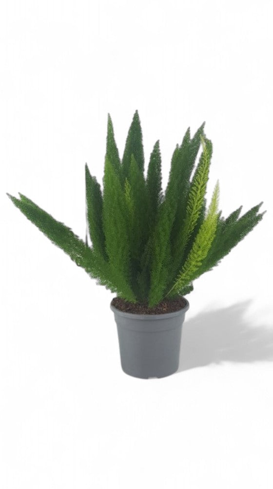 Asparagus Densiflorus 'myersii' |  P.25cm -  H.100 cm