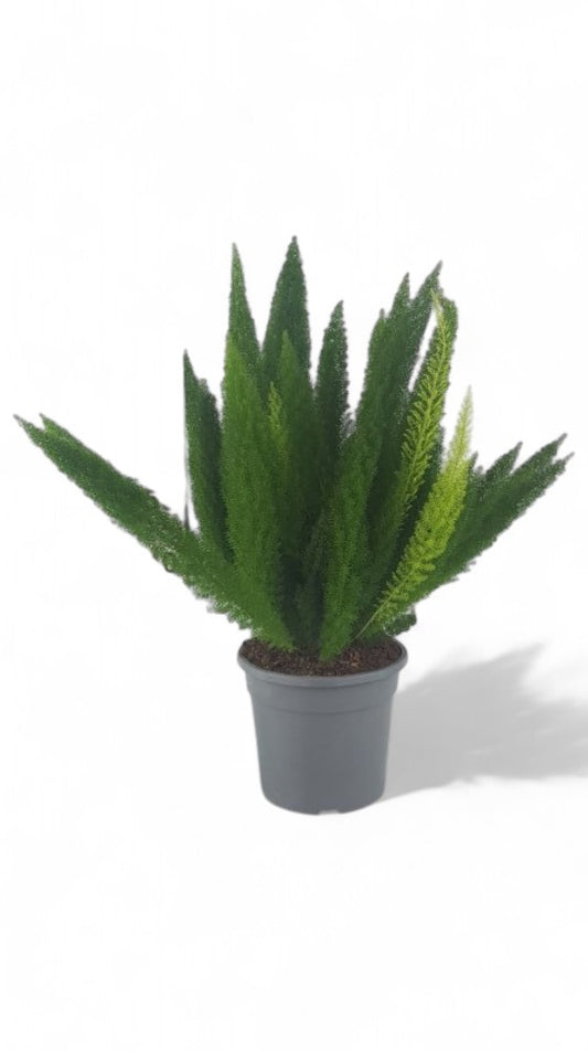 Asparagus Densiflorus 'myersii' |  P.25cm -  H.100 cm