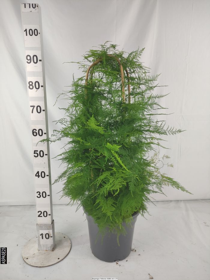 Asparragus Setaceus D.Arc |  P.25cm -  H.120 cm