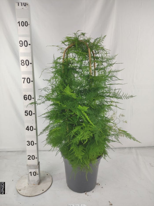 Asparragus Setaceus D.Arc |  P.25cm -  H.120 cm