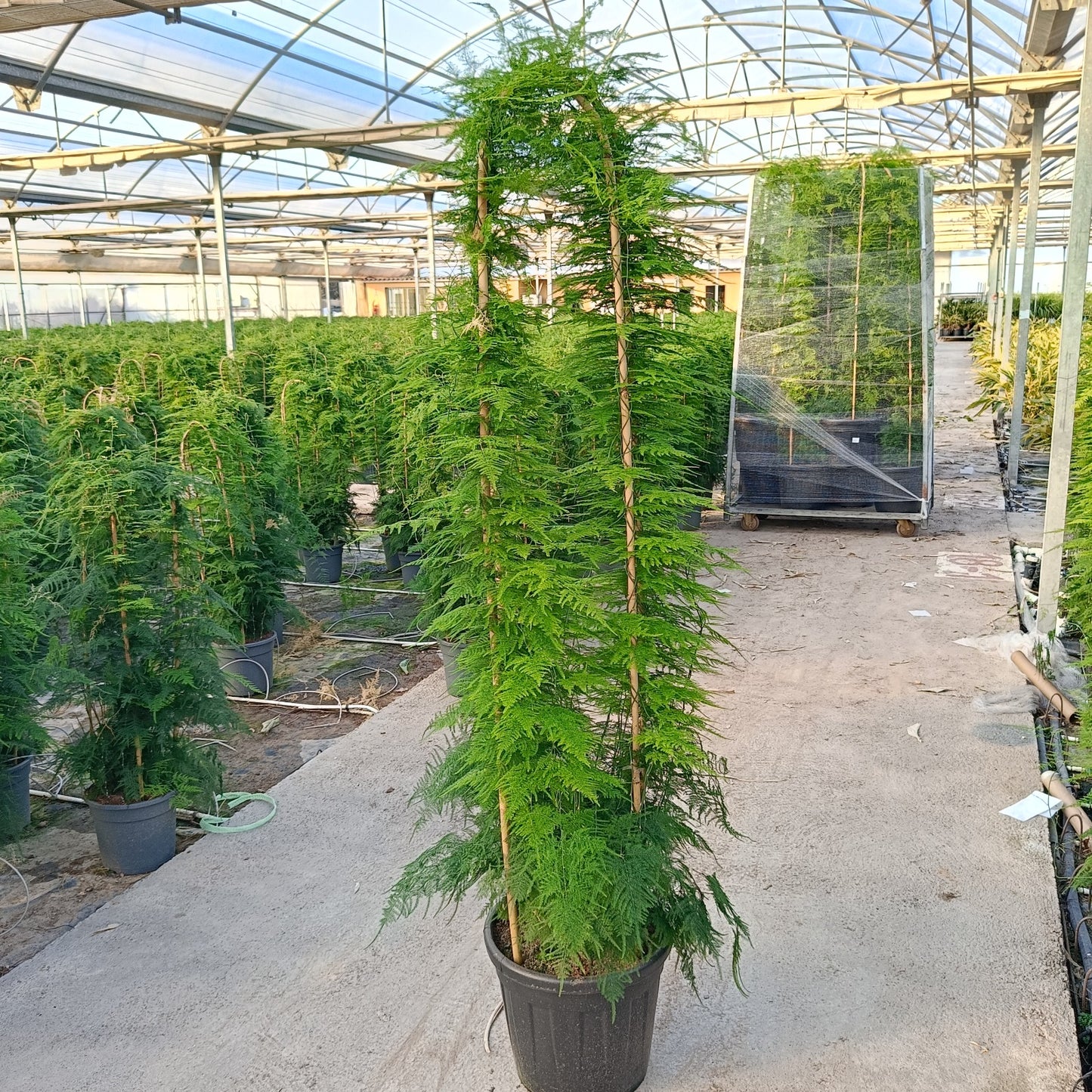 Asparragus Setaceus D.Arc |  P.40cm -  H.220 cm