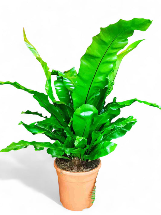 Asplenium |  P.30cm -  H.90 cm