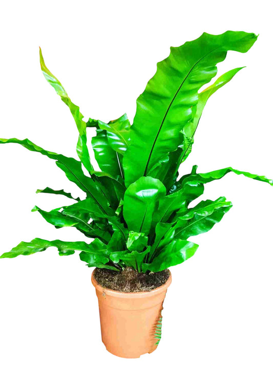 Asplenium  |  P.30cm -  H.80 cm