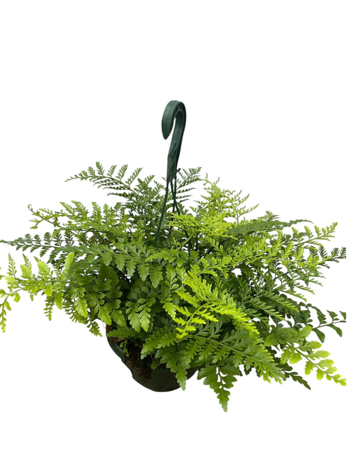 Asplenium parvati |  P.20cm -  H.50