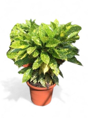 Aucuba japonica |  P.21cm -  H.80 cm