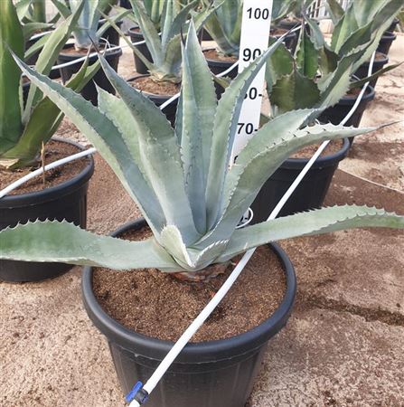 Agave mix 70L 80/100 |  P.50cm -  H.90 cm