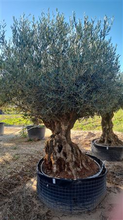 Olea Europea Pata Malla TR140160 |  P.NETcm H.200 cm