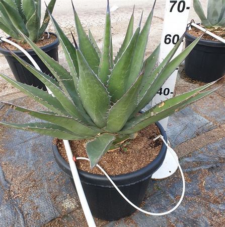 Agave mix 30L 70/90 |  P.40cm -  H.80 cm