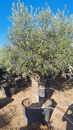 Olea Europea Pata peq 60/80 180l |  P.73cm H.200 cm