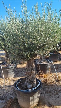 Olea Europea Mini Pata 60/80 160L |  P.75cm H.160 cm