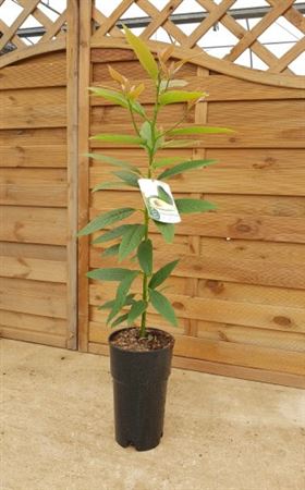 Aguacate Hass - 7 Ltr Cone |  P.17cm -  H.120 cm