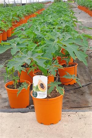 Carica papaya - 22cm |  P.22cm -  H.60 cm