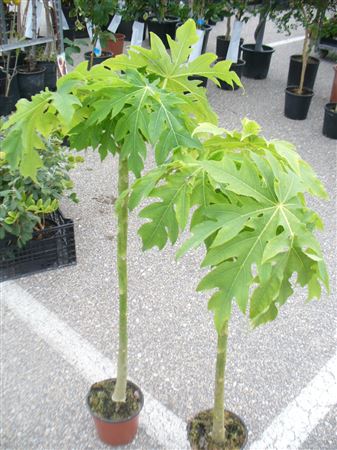 Carica papaya - 25cm |  P.25cm -  H.