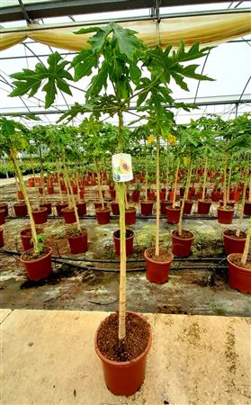 Carica papaya - 35cm |  P.35cm -  H.200 cm