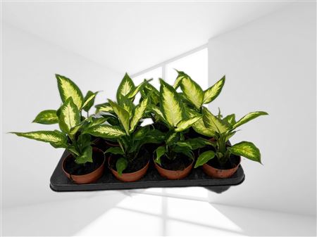 Dieffenbachia Camilla |  P.12cm -  H.40 cm