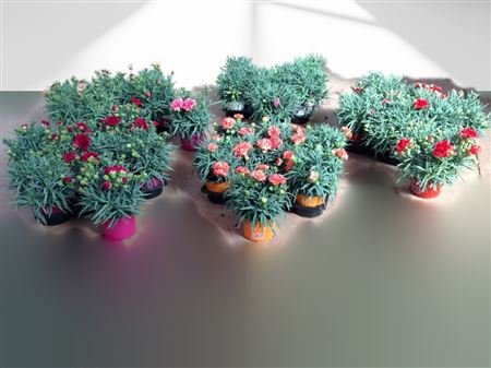 Dianthus carnelia |  P.12cm -  H.30 cm