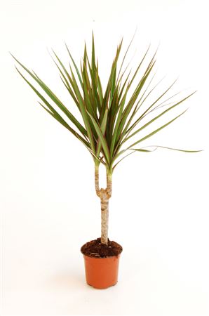 Dracaena Marginata C 12 1 Tronco |  P.12cm -  H.30 cm