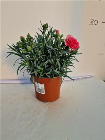 Dianthus carnelia 13 cm |  P.13cm -  H.25 cm