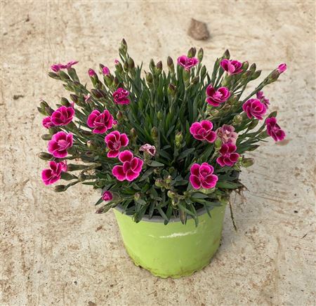 Dianthus pink kisses |  P.13cm -  H.30 cm
