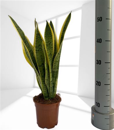 Sansevieria Trifasciata laurentii |  P.14cm -  H.45 cm