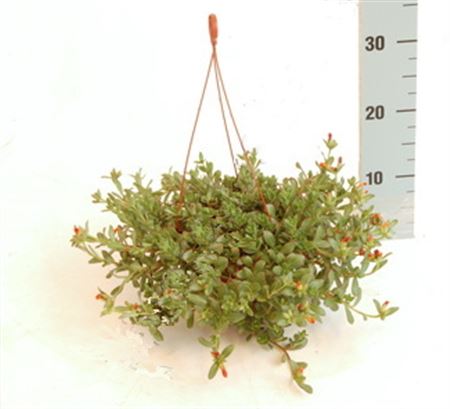 Portulaca Hang | Colgar |  P.15cm -  H.30 cm