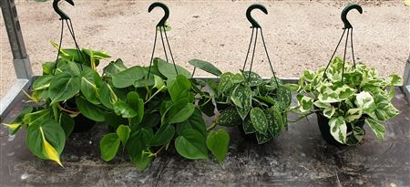 Hang Planten Mix Hang | Colgar, Scindapsus - Philo |  P.15cm -  H.40 cm