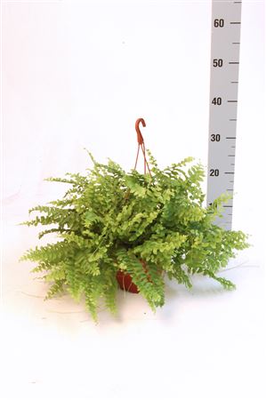 Nephrolepis Dallas Hang | Colgar |  P.15cm -  H.40 cm