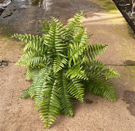 Nephrolepis Macho Hang | Colgar |  P.15cm -  H.40 cm