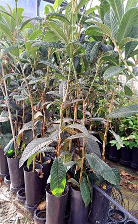 Eriobotrya japonica - Nispero |  P.17cm -  H.80 cm