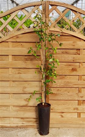 Pitanga - 7ltr Cone |  P.17cm -  H.120 cm