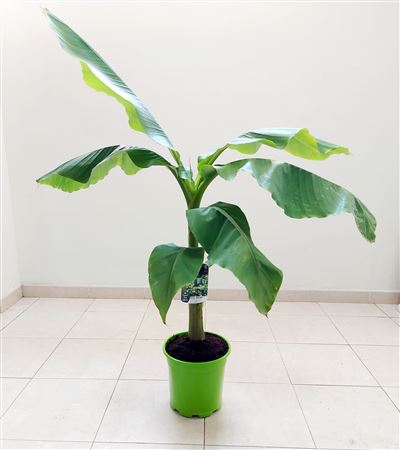 Musa Basjoo |  P.17cm -  H.80 cm