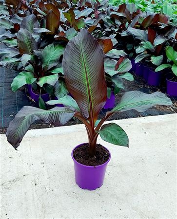 Musa Maurelli |  P.17cm -  H.80 cm