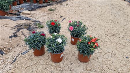 Dianthus carnelia 17 cm |  P.13cm -  H.30 cm