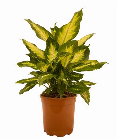 Dieffenbachia Camilla |  P.17cm -  H.60 cm