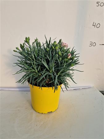 Dianthus carnelia |  P.17cm -  H.40 cm