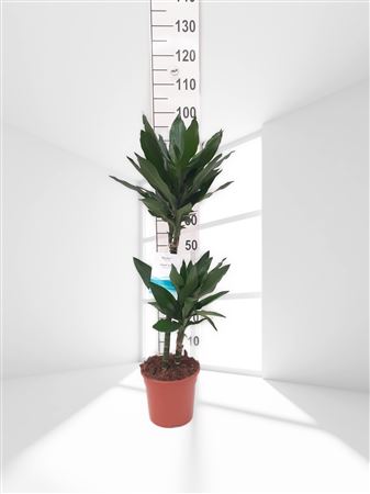 Dracaena Janet Lind | 45.15 |  P.17cm -  H.80 cm