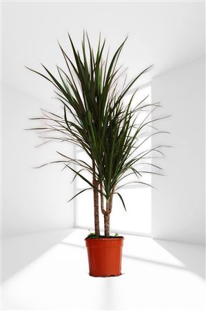 Dracaena Marginata | 45.15 |  P.17cm -  H.80 cm