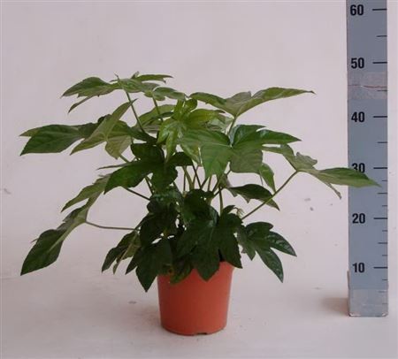 Fatsia Japonica |  P.17cm -  H.55 cm