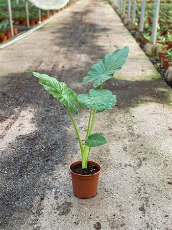 Alocasia Sarian |  P.17cm -  H.60 cm