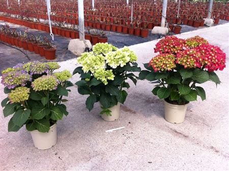 Hydrangea |  P.17cm -  H.60 cm