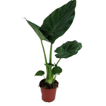Alocasia Calidora |  P.17cm -  H.60 cm
