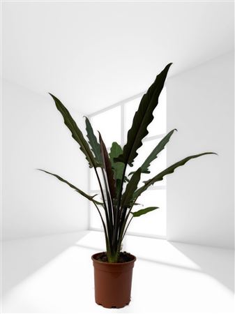 Alocasia Lauterbachiana |  P.17cm -  H.60 cm