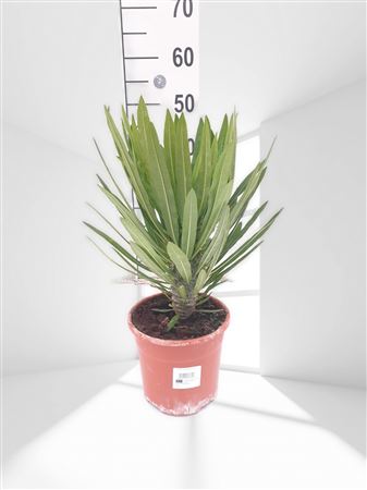 Pachypodium lamerei |  P.17cm -  H.60 cm