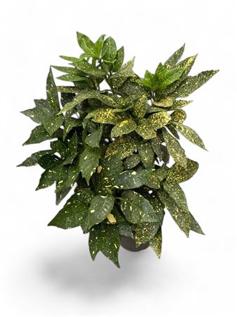 Aucuba Japonica |  P.17cm -  H.60 cm